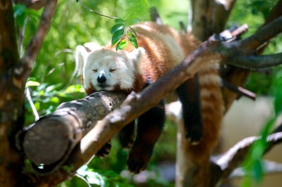 躺在棕色树枝上的小熊猫